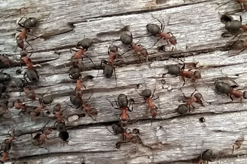  Муравьи любят сделать муравейники прямо на грядках в теплице. У меня в теплице грядки сделаны из деревянного каркаса и именно между ним и землей обнаруживаю муравейники.