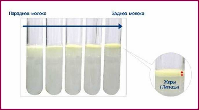 Как сделать грудное молоко жирным?