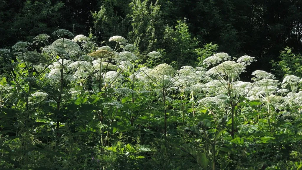 Фото: borshevictory.ru