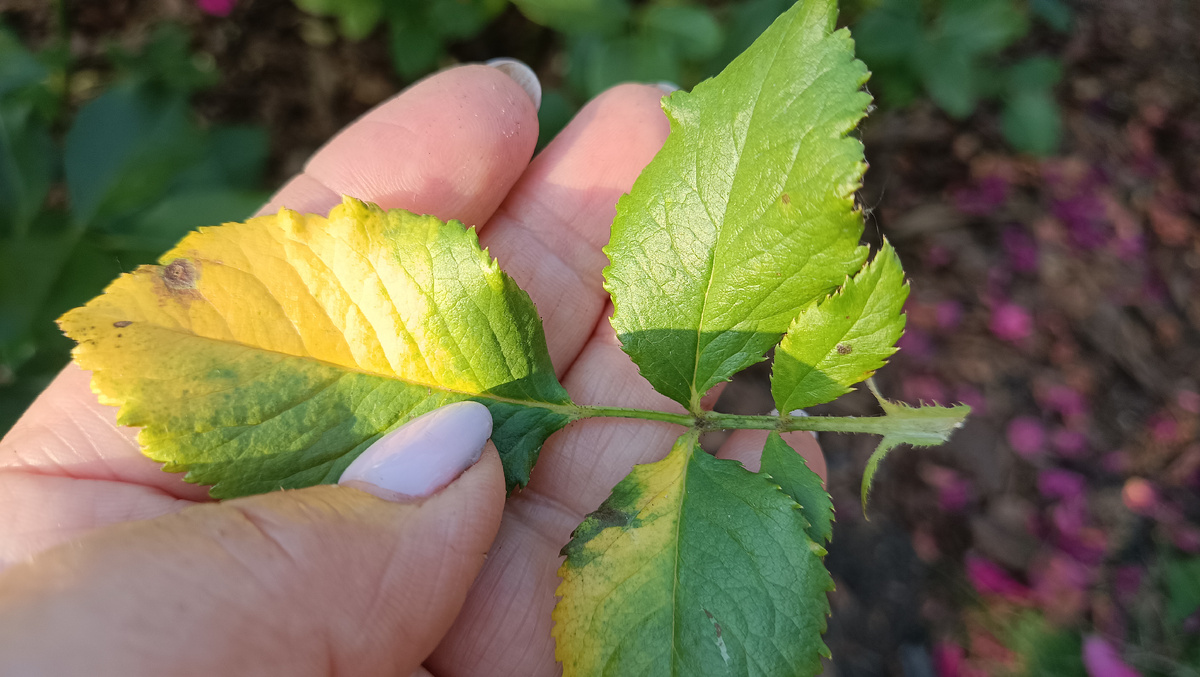 Начало развития заболевания