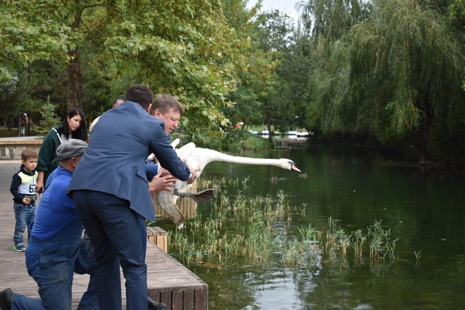    Игорь Лукашев лично выпустил лебедей в пруд Гагаринского парка. Фото: пресс-служба администрации Симферополя