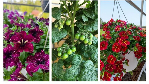 Сад на балконе || Новые сорта садовой земляники/ клубники || Организация пространства на балконе || Садовые истории на Дзен