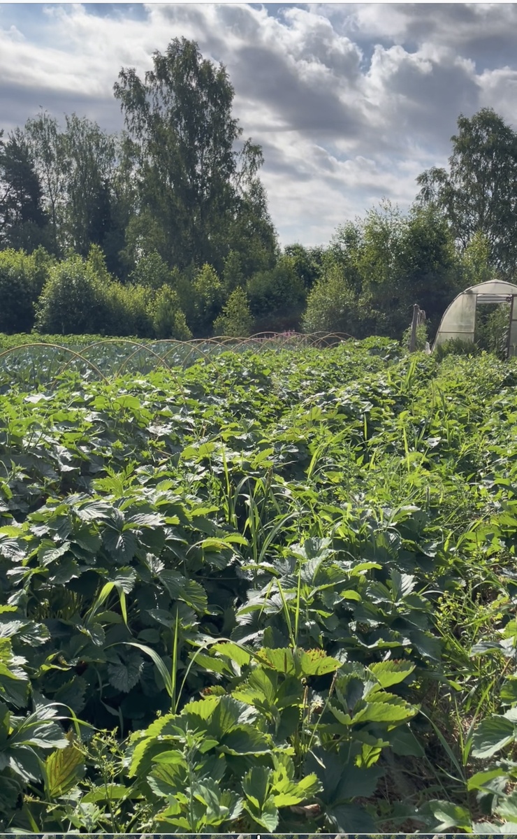 Наш участок