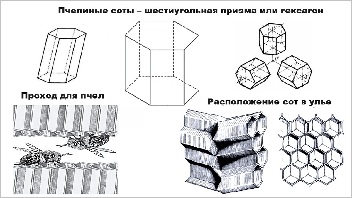 Как называется форма пчелиных сот? Соты, которые делают пчелы имеют форму шестигранной/шестиугольной призмы или гексагона.