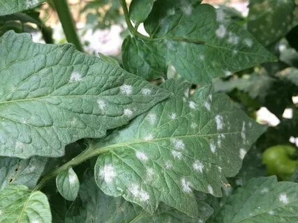Недавно заметила белесые пятна на листьях томата.-2-2