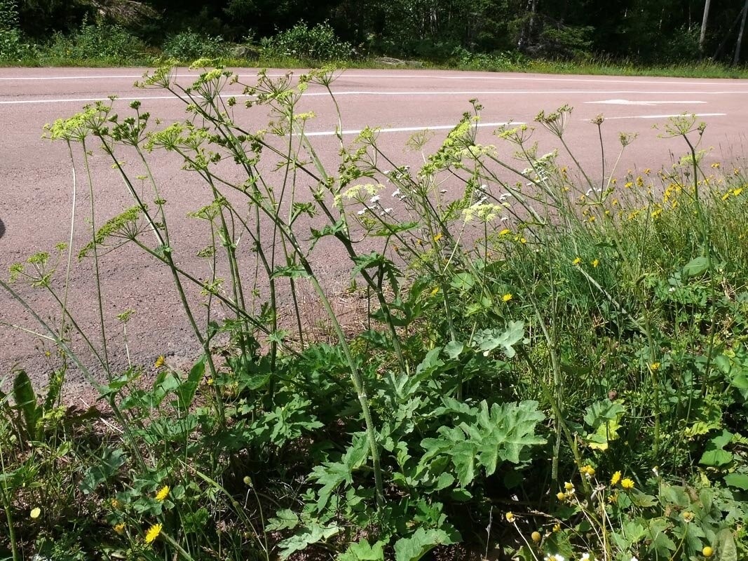 Сорняк борщевик сосновского. Пикан борщевик сибирский. Борщевик сибирский. Борщевик сибирский растение. Борщевик сибирский листья.