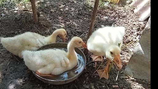 С ТАКОЙ ЖАРОЙ ТОЛЬКО И ОСТАЁТСЯ КУПАТЬСЯ😁А ОНА ТАКАЯ ВАЖНАЯ🌸