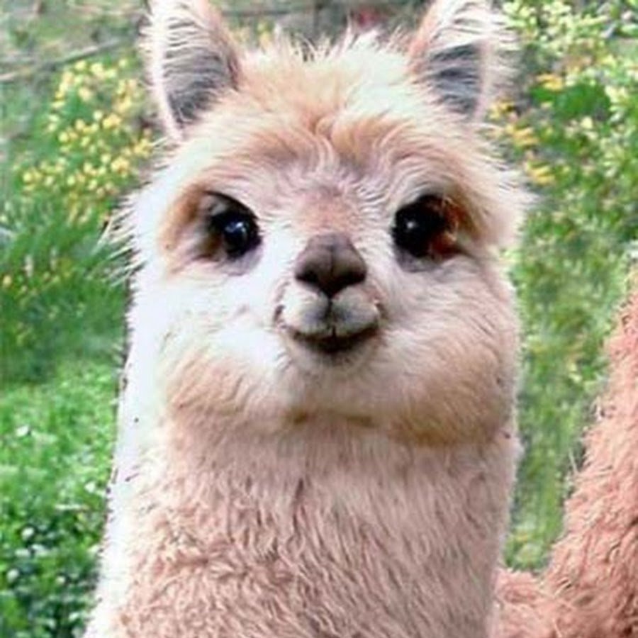 Это зверь зовётся лама Орешек