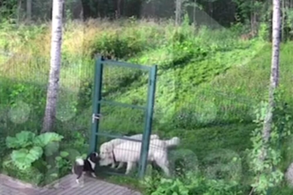    Фото: Скриншот видео «Mash на Мойке».