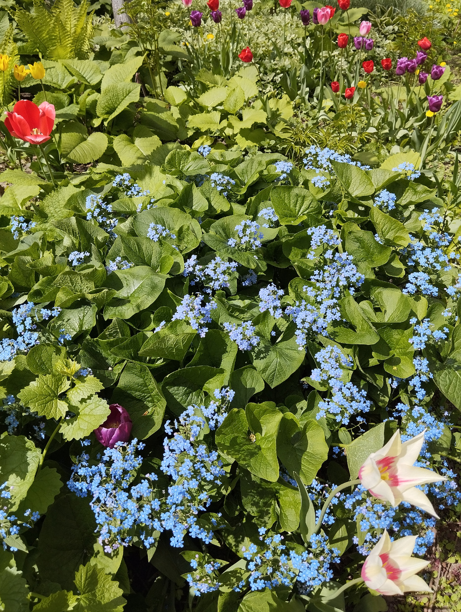 Психолог помогает решать задачи детского развития как садовник помогает цветку расти - укрепить корни, полить, убрать сухостой