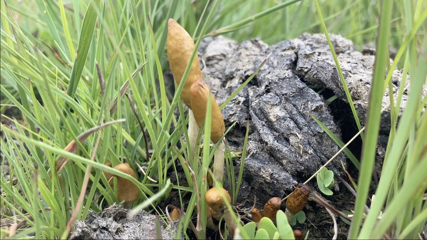 Два новых вида психоактивных грибов рода Psilocybe были найдены и описаны в Южной Африке. Представители Psilocybe — одни из самых известных и хорошо изученных видов психоактивных грибов в мире.-2