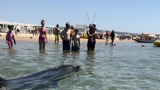 Начала снимать крабика, приплыли дельфины 😍😍😍прям к берегу 😍кому-то удалось даже потрогать😍