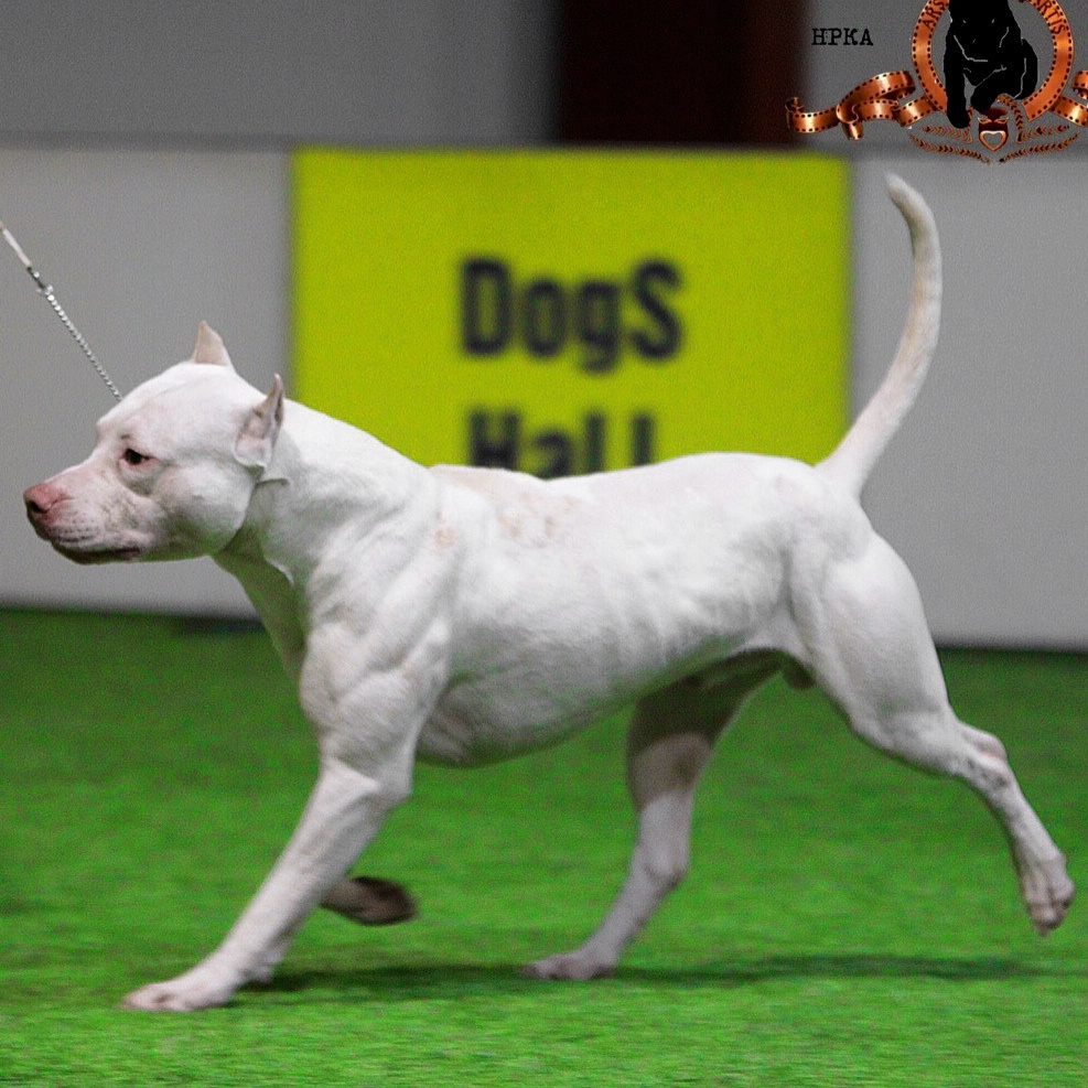 питбуль Пит Реал Дейдж Бадди блод оф Вельд . Победитель шоу чемпионов "Золотой Фонд НРКА"  2021 г