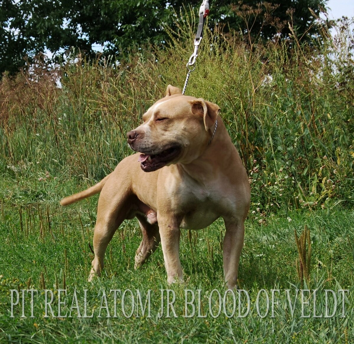 Питбуль ред ноуз  из Питреала red nose pitbull