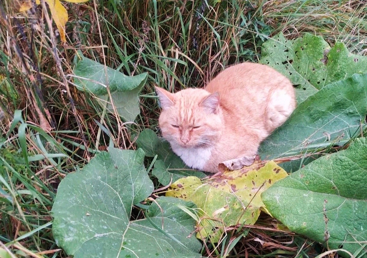 Взлёты и падения рыжего кота | КОТОСПАС Чусовой | Дзен