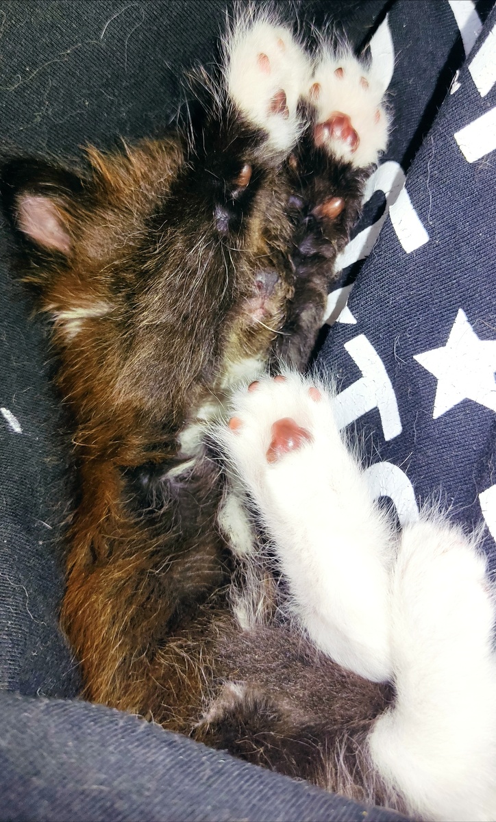 Котёнок номер 1.