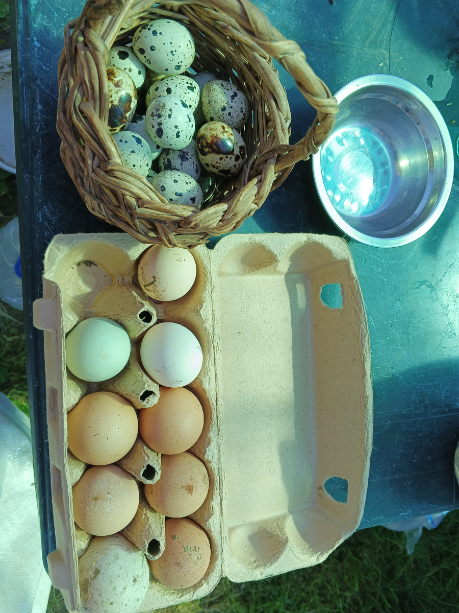 Утренний сбор яиц. 