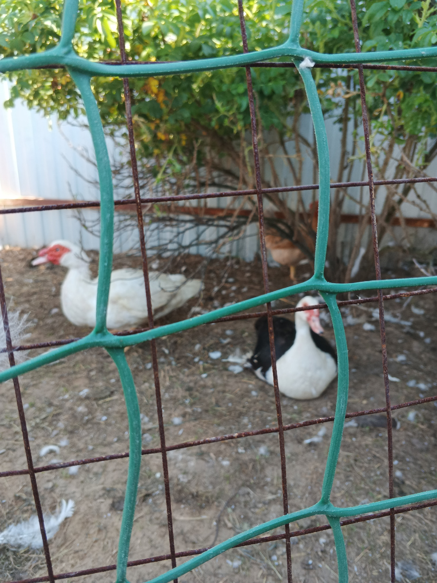 Мускусные утки. 