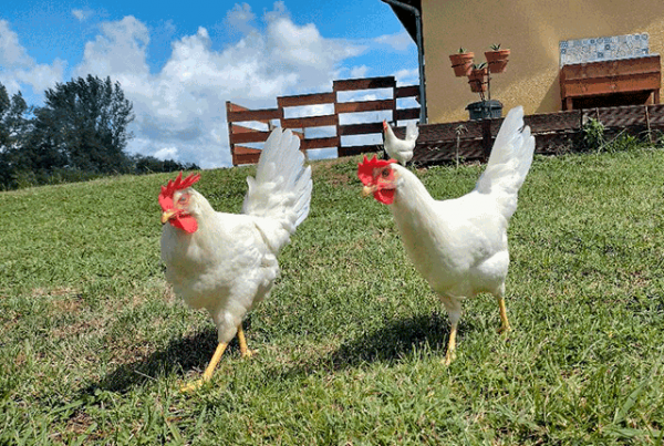 Рационы для кур Леггорнов для увеличения яйценоскости 🥗💦🐔