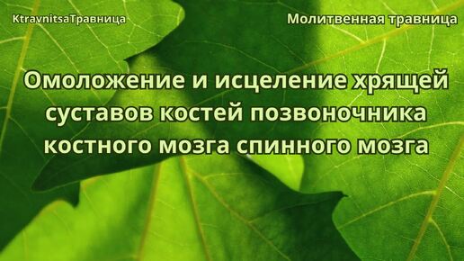 Молитвенная травница. Омоложение и исцеление хрящей суставов костей позвоночника костного мозга спинного мозга.