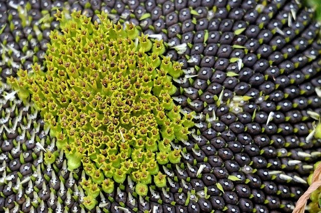 Фото: pixabay.com 