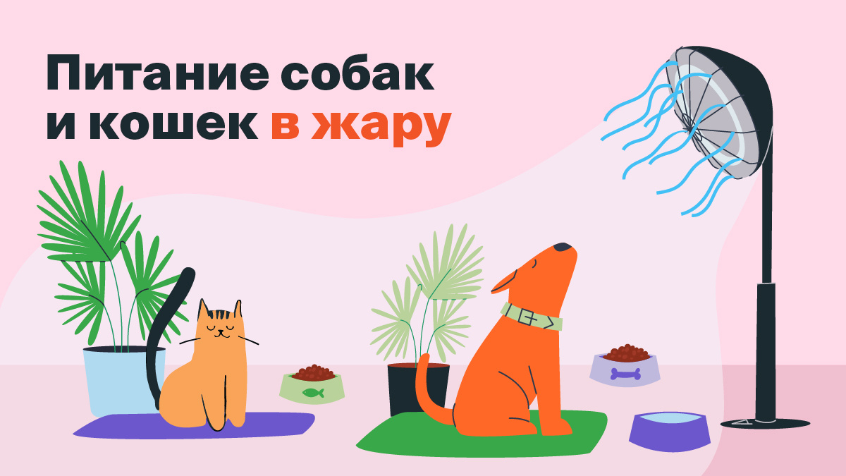 Наши питомцы, как и мы, не всегда с легкостью переносят высокие показатели столбика термометра.