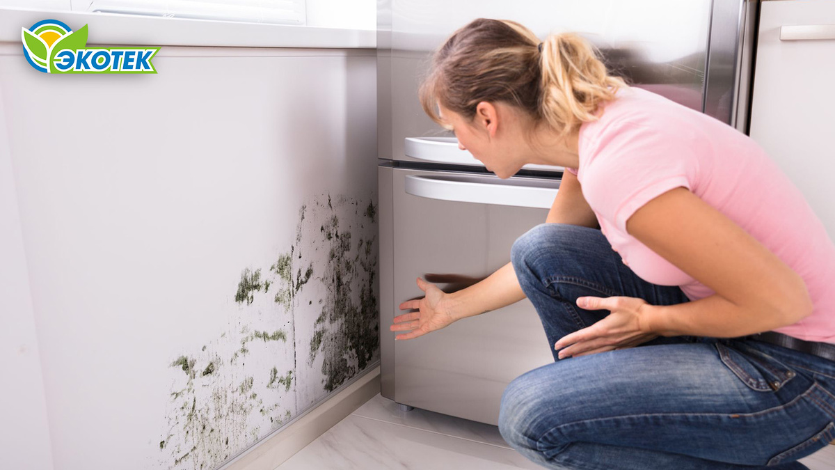 В доме появилась плесень: проверяем вентиляцию. Экотек