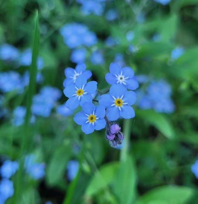 Она не только красива, но и полезна