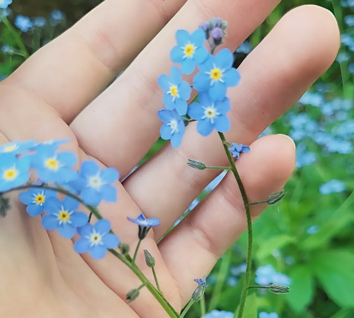 Для лечения используются все части растения