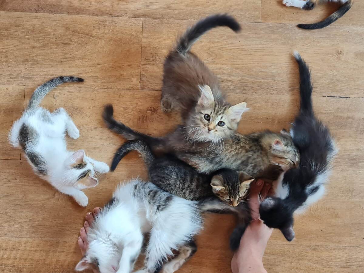 Фото автора. Котятки.