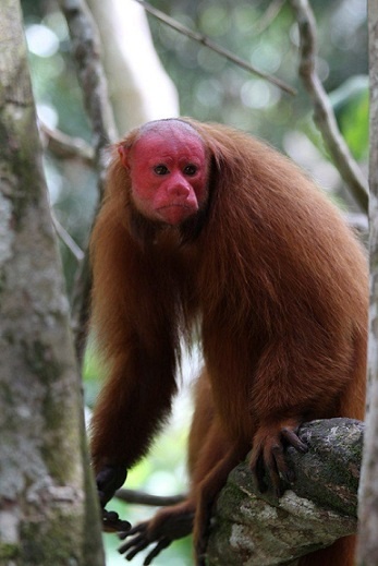 Здесь и далее  - фото из открытых источников. Хотя да, у этого глаза как-то поумнее будут...