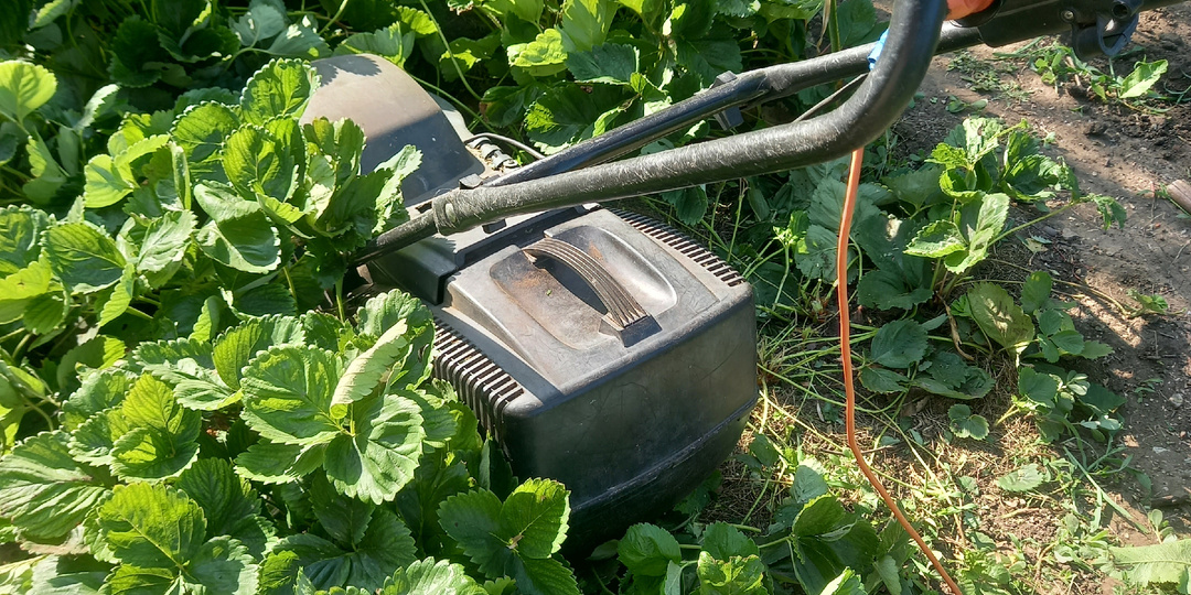 2 простых способа омолодить клубнику: прямо на грядке без пересаживания и рожками