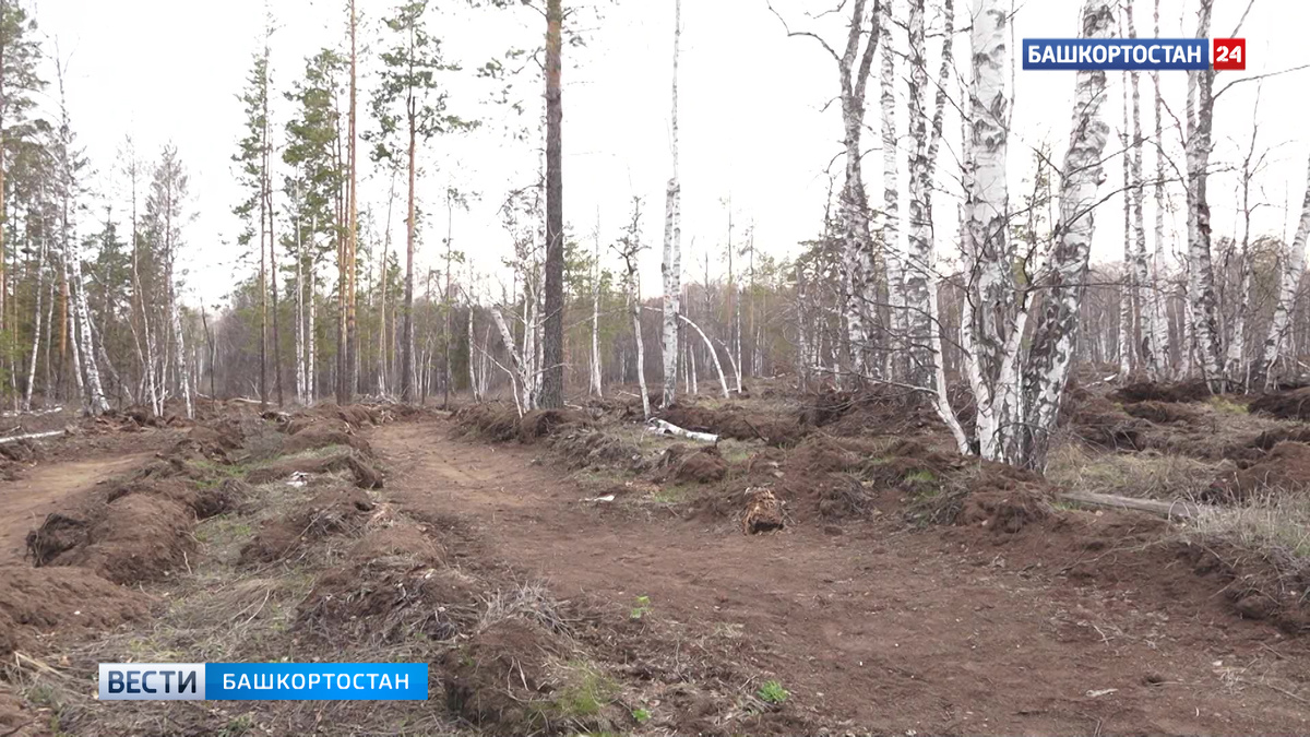    В Башкирии уход за растениями выполнили на площади 1,8 тысячи гектаров