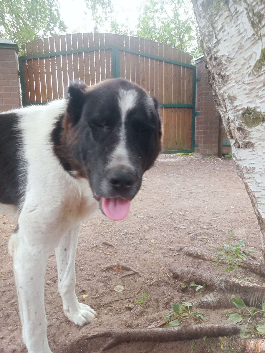 Туркменский алабай Хан 