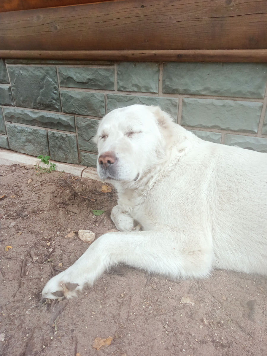 Среднеазиатская овчарка Юнона 