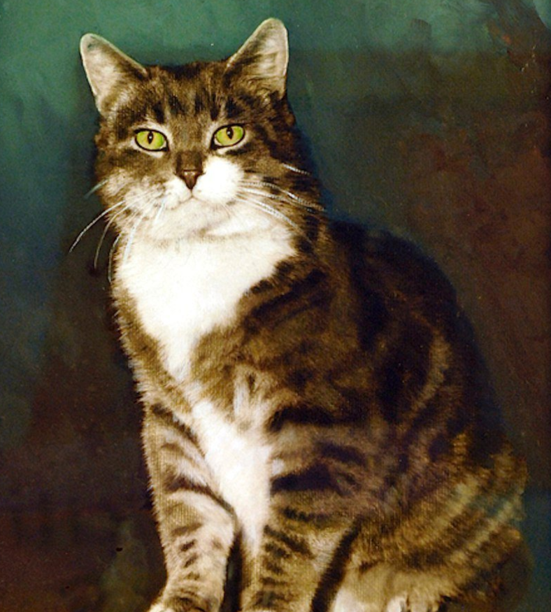 Класс 8: история про кота