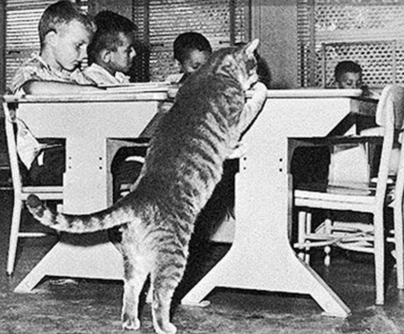 Класс 8: история про кота