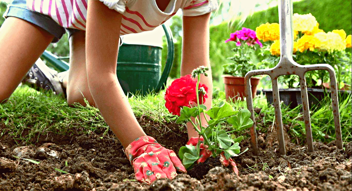 А вы что выращиваете на даче, и кто помогает?