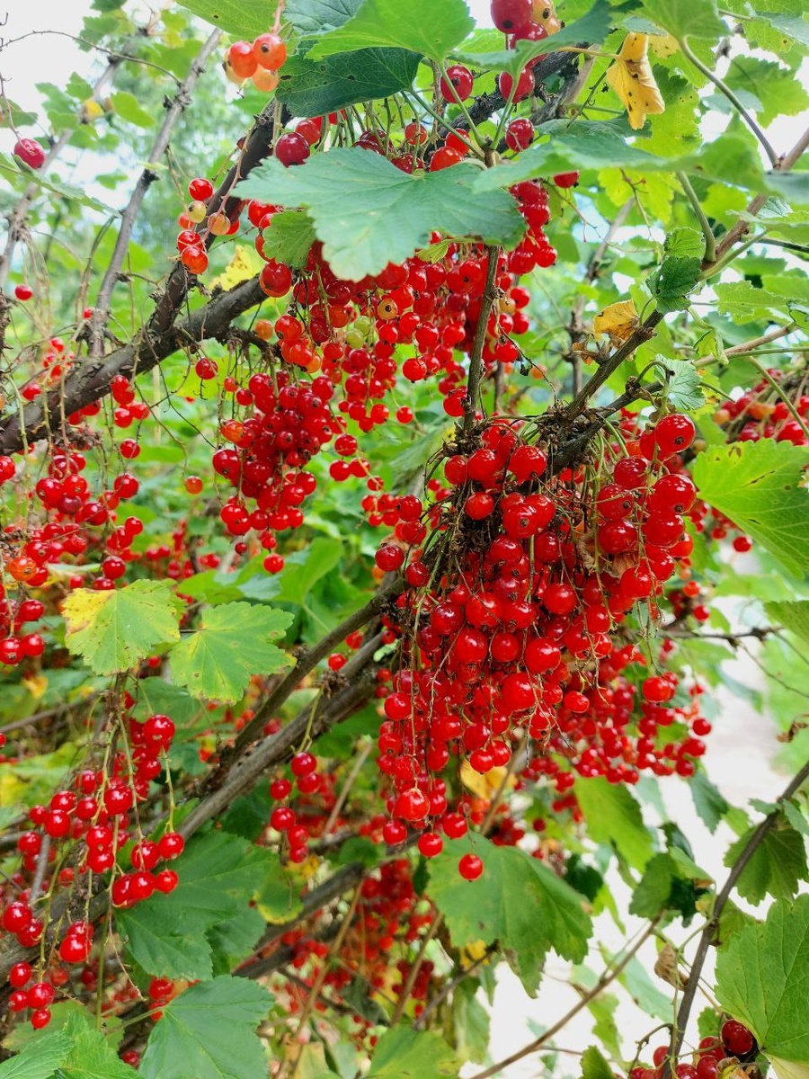 Красная смородина богата витамином C: всего 100 граммов ягод обеспечивают 68% от суточной нормы этого витамина