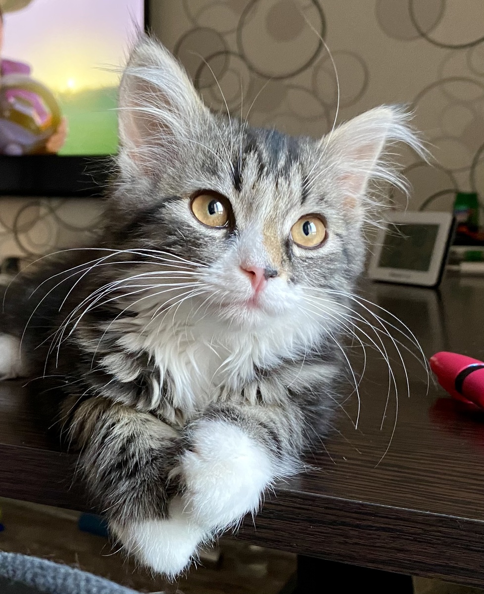 Это не усы и брови, это усищи и бровищи!!!