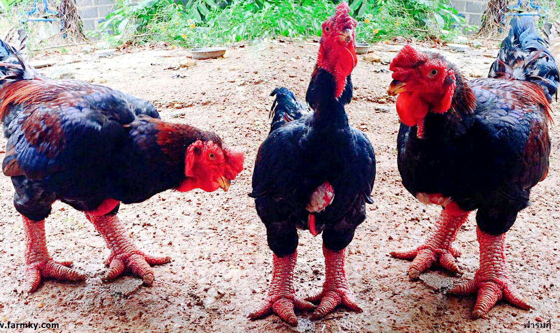 Источник фото: zoolog.guru