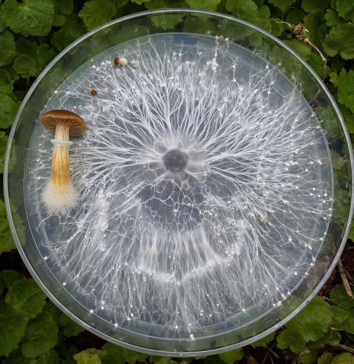 Мицелий гриба в чашке Петри. Хорошо видно как нити мицелия образуют плодовые тела на поверхности питательной среды.