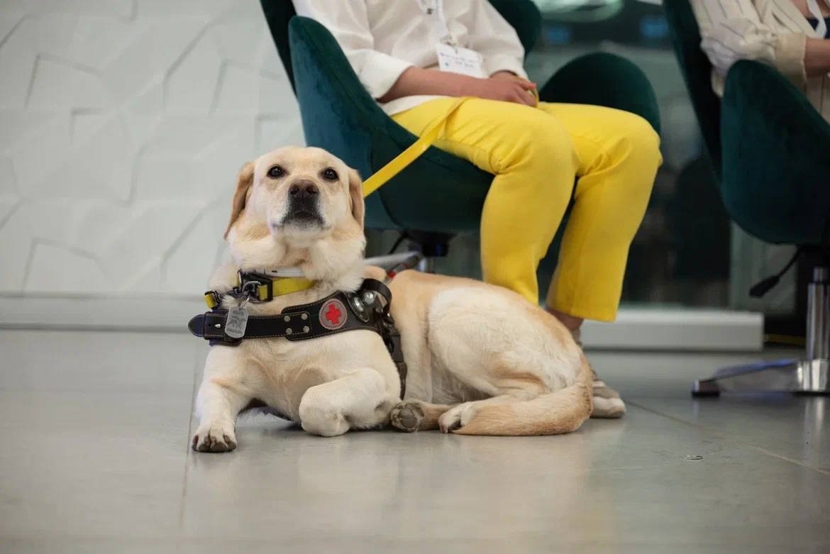 Собака-поводырь Мира - нежный проводник. Фото: УКЦ "Собаки-помощники", https://vk.com/guidedogsrussia