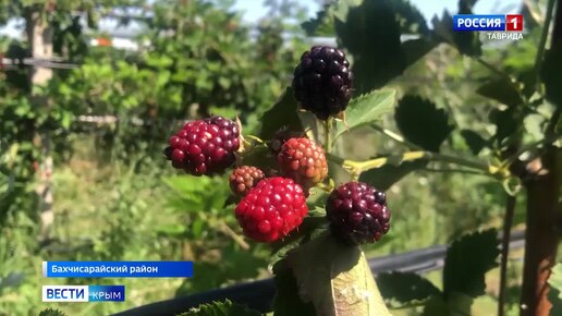 В Крыму стартовал сбор малины и ежевики