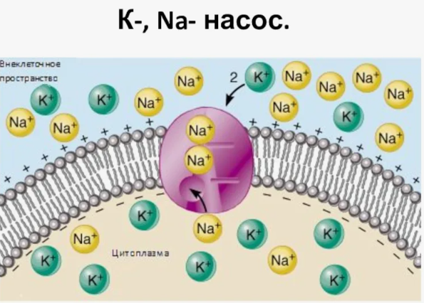 при работе Na-K насоса происходит активный транспорт калия и натрия против градиента концентрации. Калия перегоняется в клетку, а натрий - из клетки