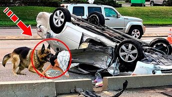 Бездомная собака вытащила женщину из автокатастрофы. Но дальше произошло немыслимое!