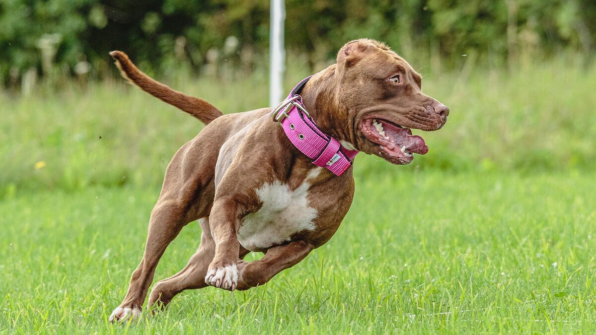    alekta / Shutterstock / FOTODOM