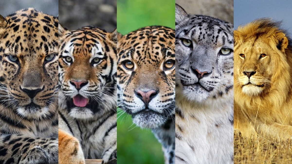 Леопард, тигр, ягуар, ирбис(снежный барс), лев.