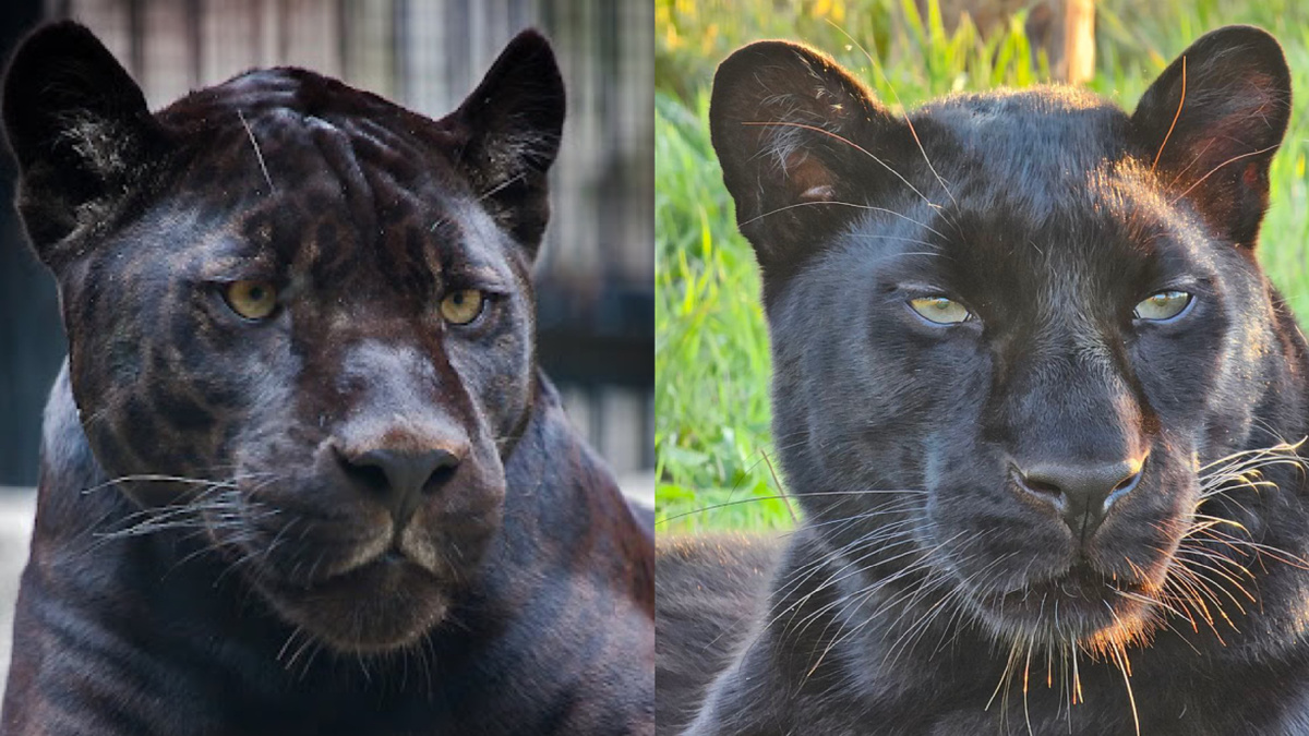 Меланисты ягуар и леопард