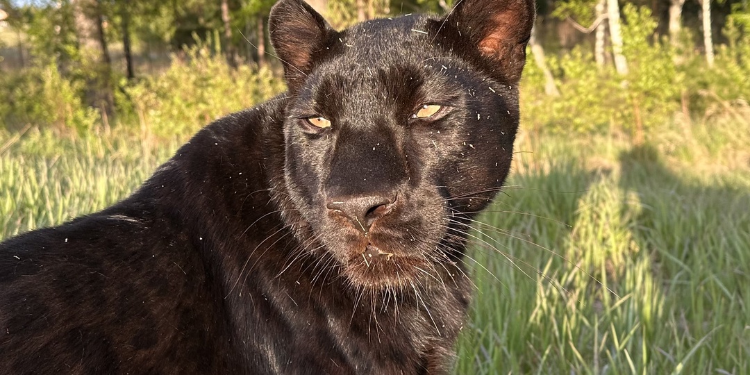 Кто такая пантера?